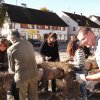 Maibaum 2012