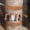 Maibaum 2012