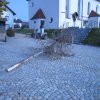 Maibaum 2018