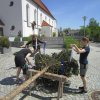 Maibaum 2018