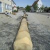 Maibaum 2018