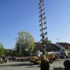 Maibaum 2018